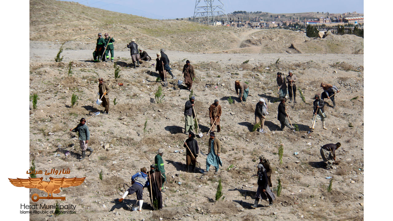 Hundreds of seedlings were planted by farmers in Herat province on the northern slopes of the city