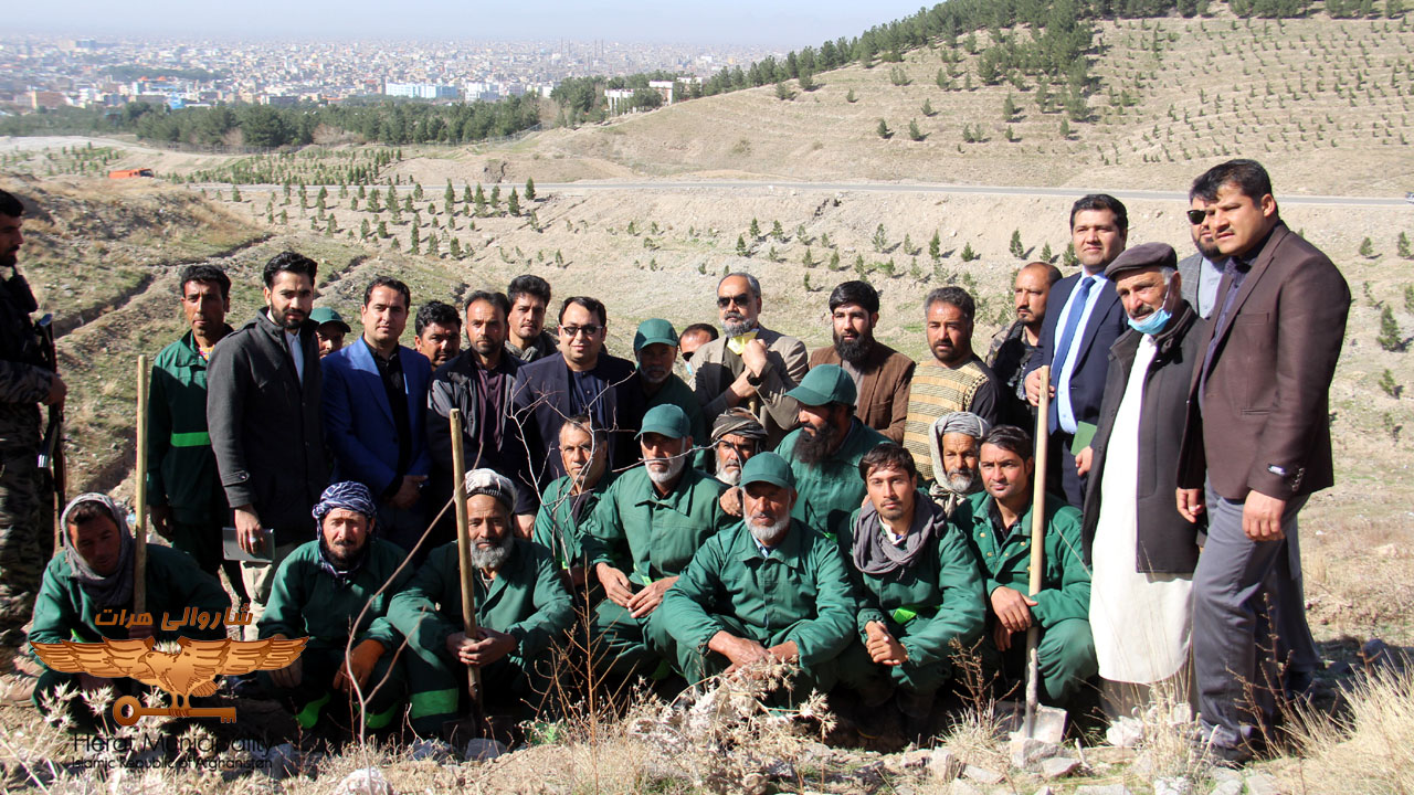 3500 The seedlings were planted on the roof of Herat
