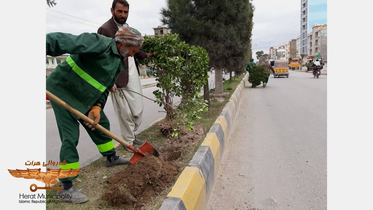 Decoration of inner city boulevards by Herat municipality