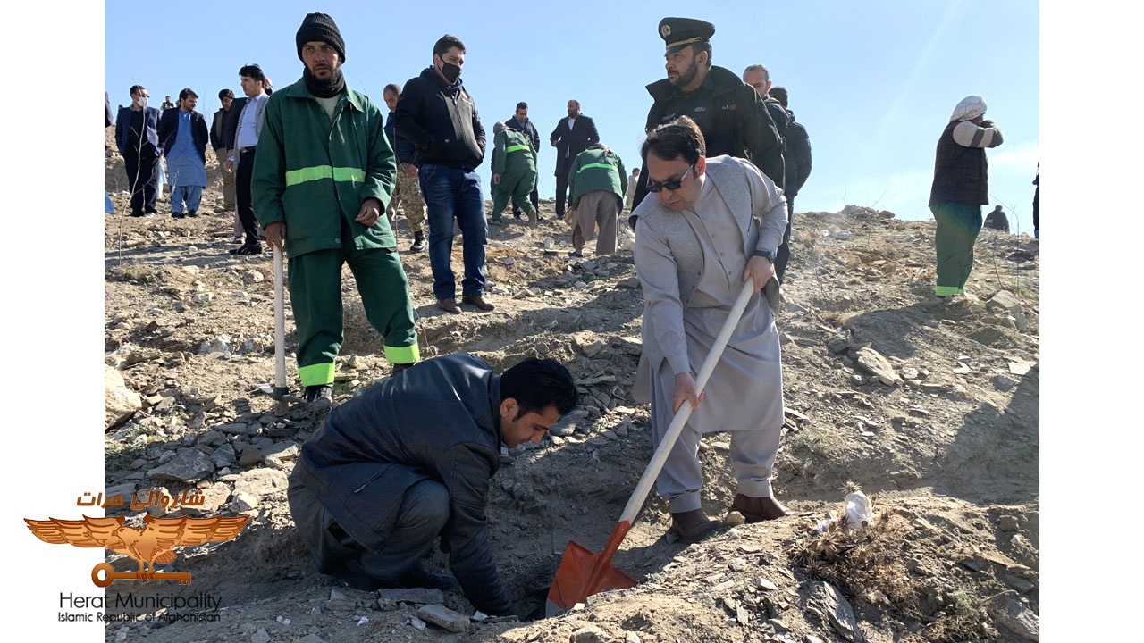 Planting of 5 thousand seedlings on the slopes of Herat roof and Ali Mafaq Street Boulevard