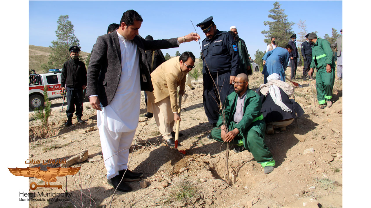 Hundreds of seedlings planted by Herat local government leadership commemorate anniversary of martyrdom
