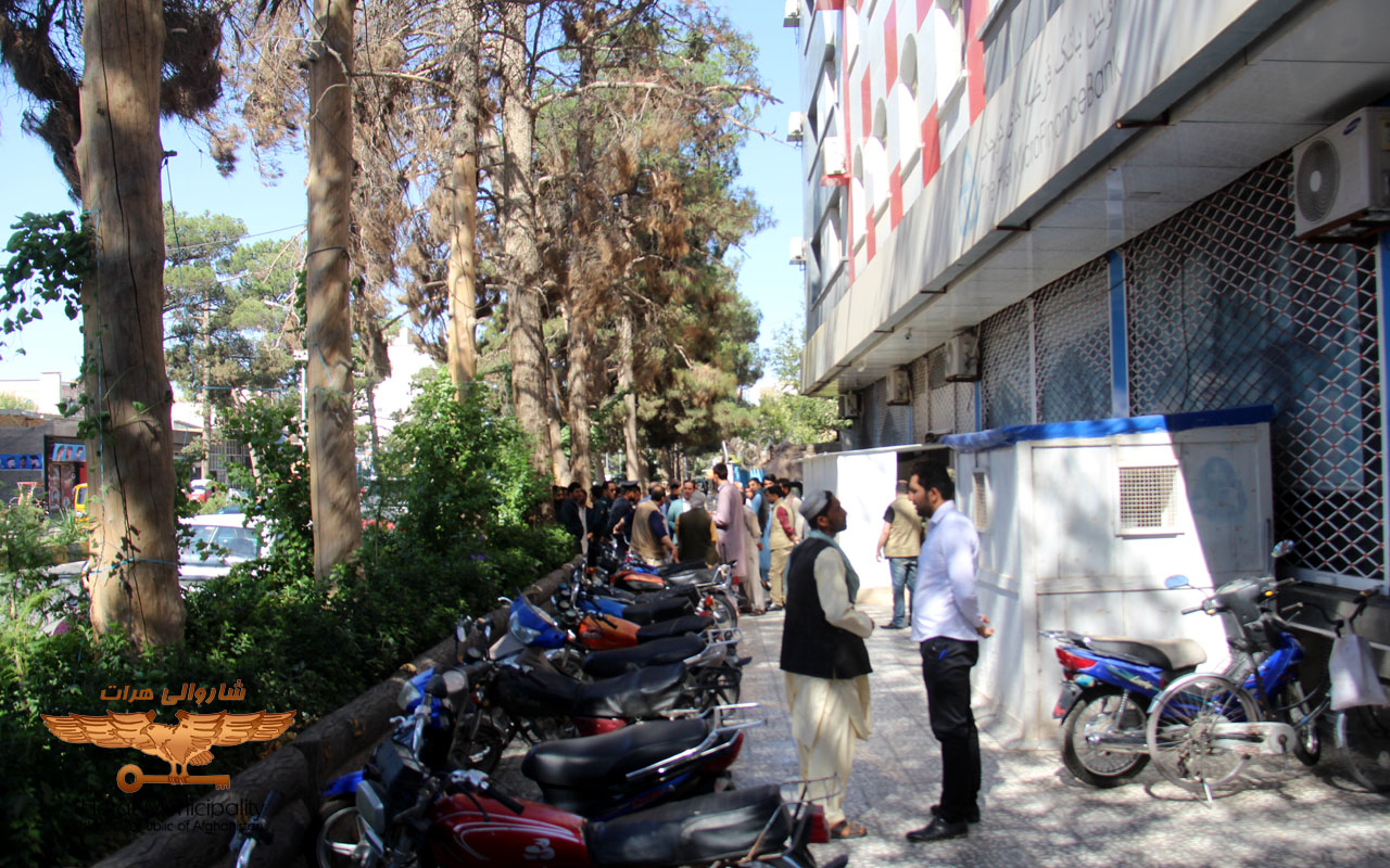 The drying of trees and shrubs is examined in urban areas