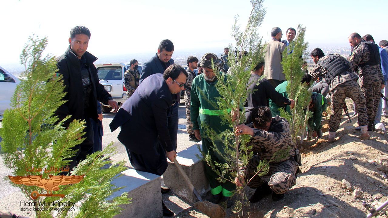 3500 The seedlings were planted on the roof of Herat