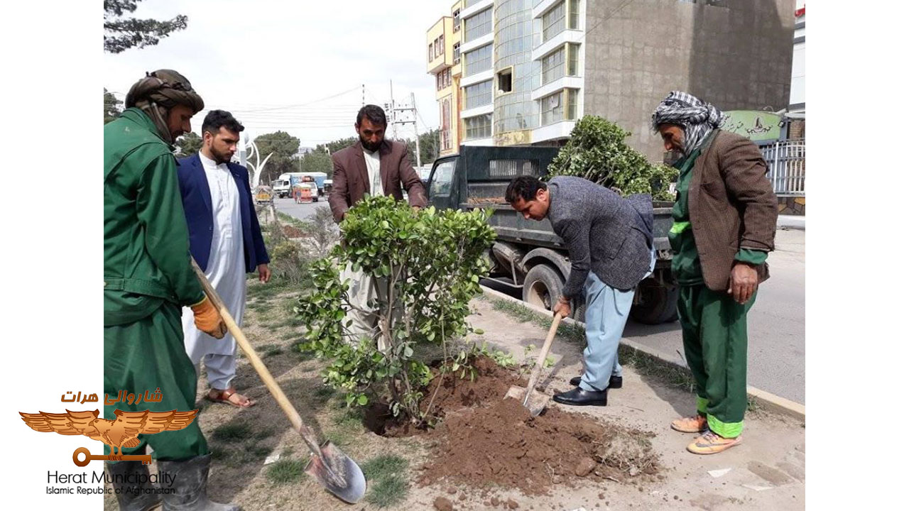 Decoration of inner city boulevards by Herat municipality