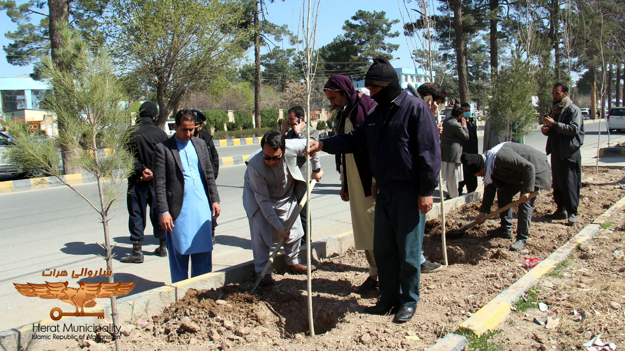Planting of 5 thousand seedlings on the slopes of Herat roof and Ali Mafaq Street Boulevard