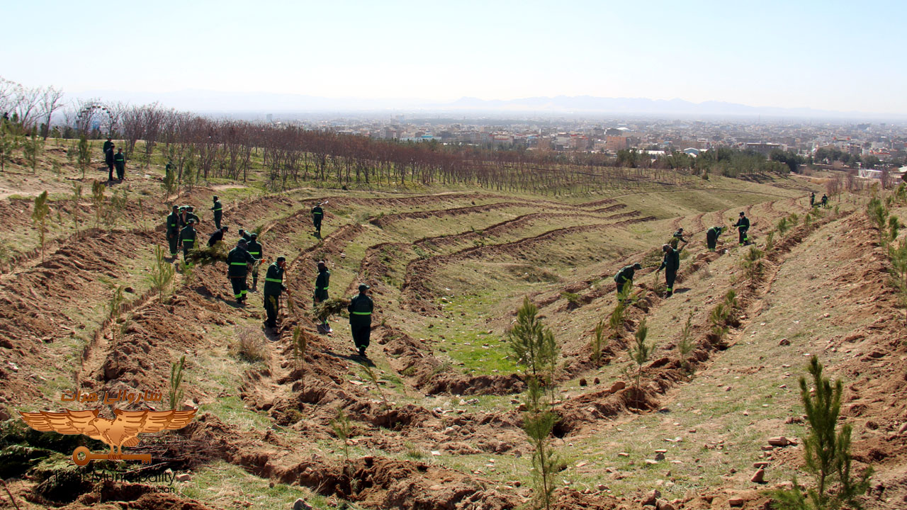 Herat municipality planting program begins with local government officials and large number of citizens